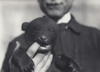 Cucciolo di orso bruno x nero di 6 settimane, che mastica il dito del custode che lo tiene, allo zoo di Londra, febbraio 1920